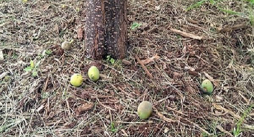 Proč švestka nemusí plodit a co dělat, jak ji přimět kvést